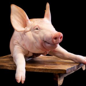 Garrinet sencer fins a 4,5Kg